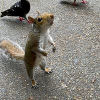 Swissnut