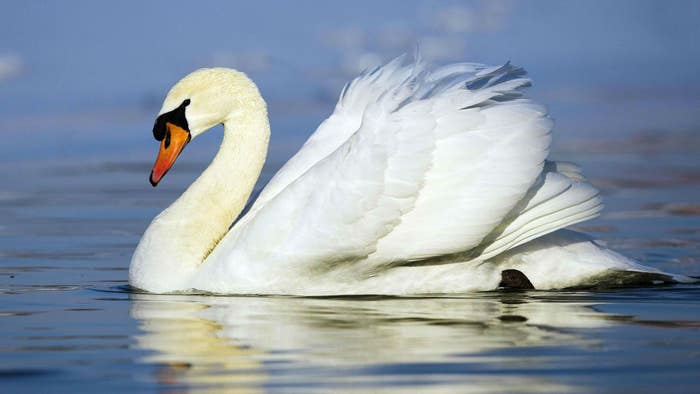 What is Your Pilates Spirit Animal?