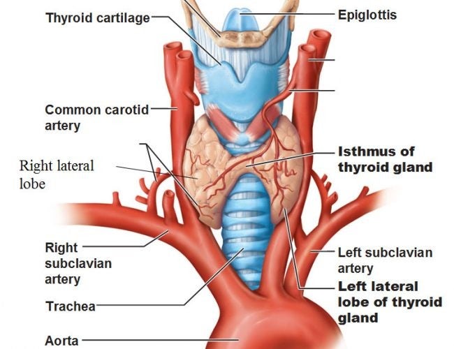 Analitica tiroides completa